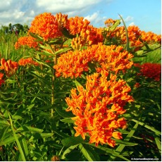 Butterfly Weed